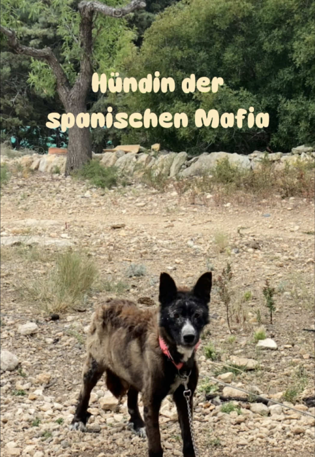 @arcadogsandayleen