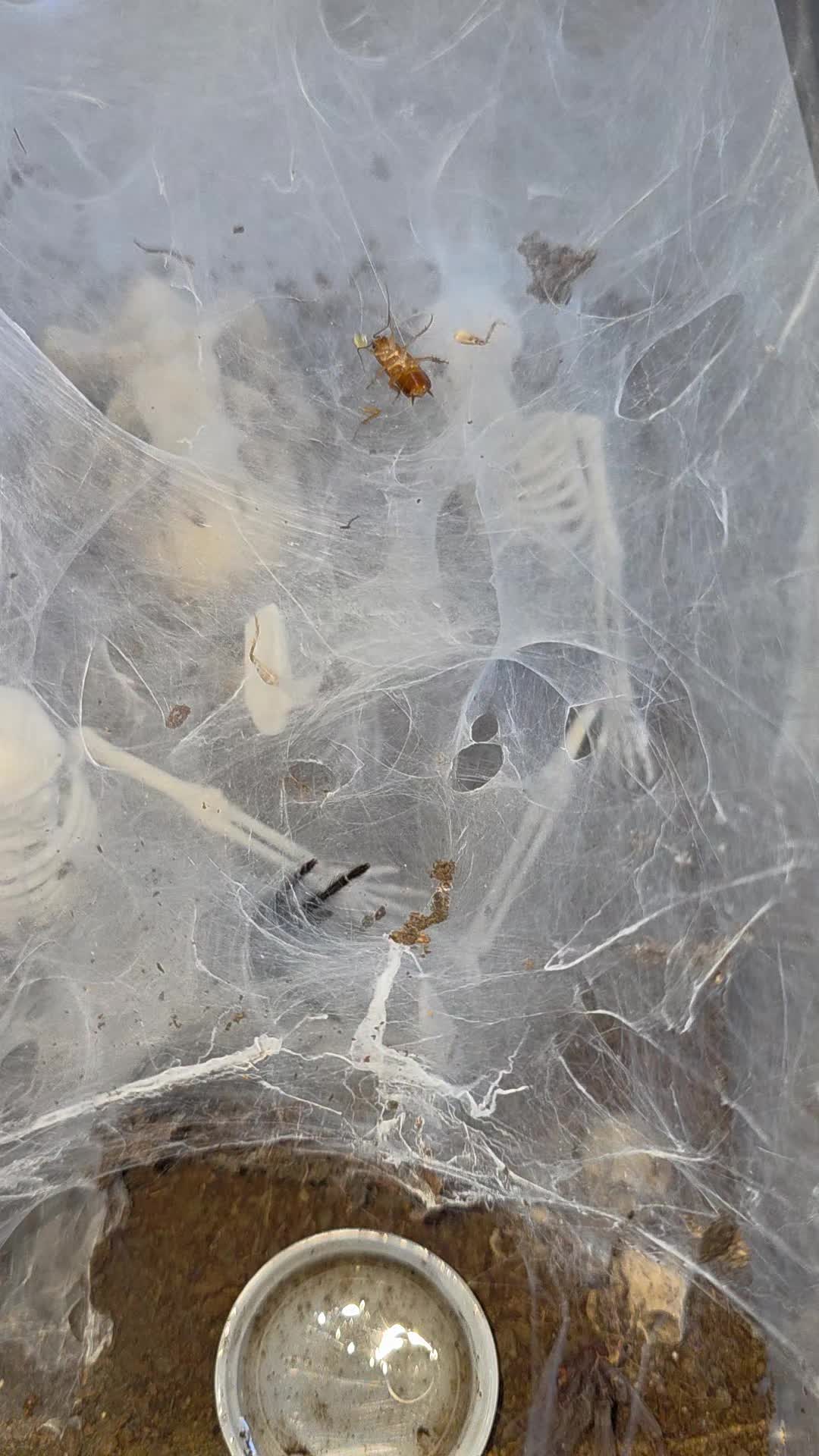 @selinas_spiders