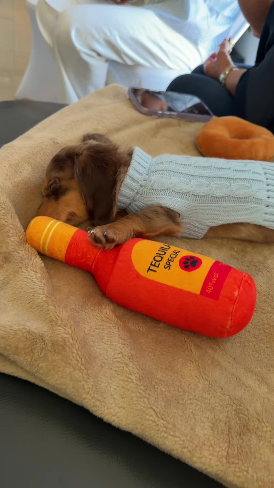 @Oli the Mini Doxie