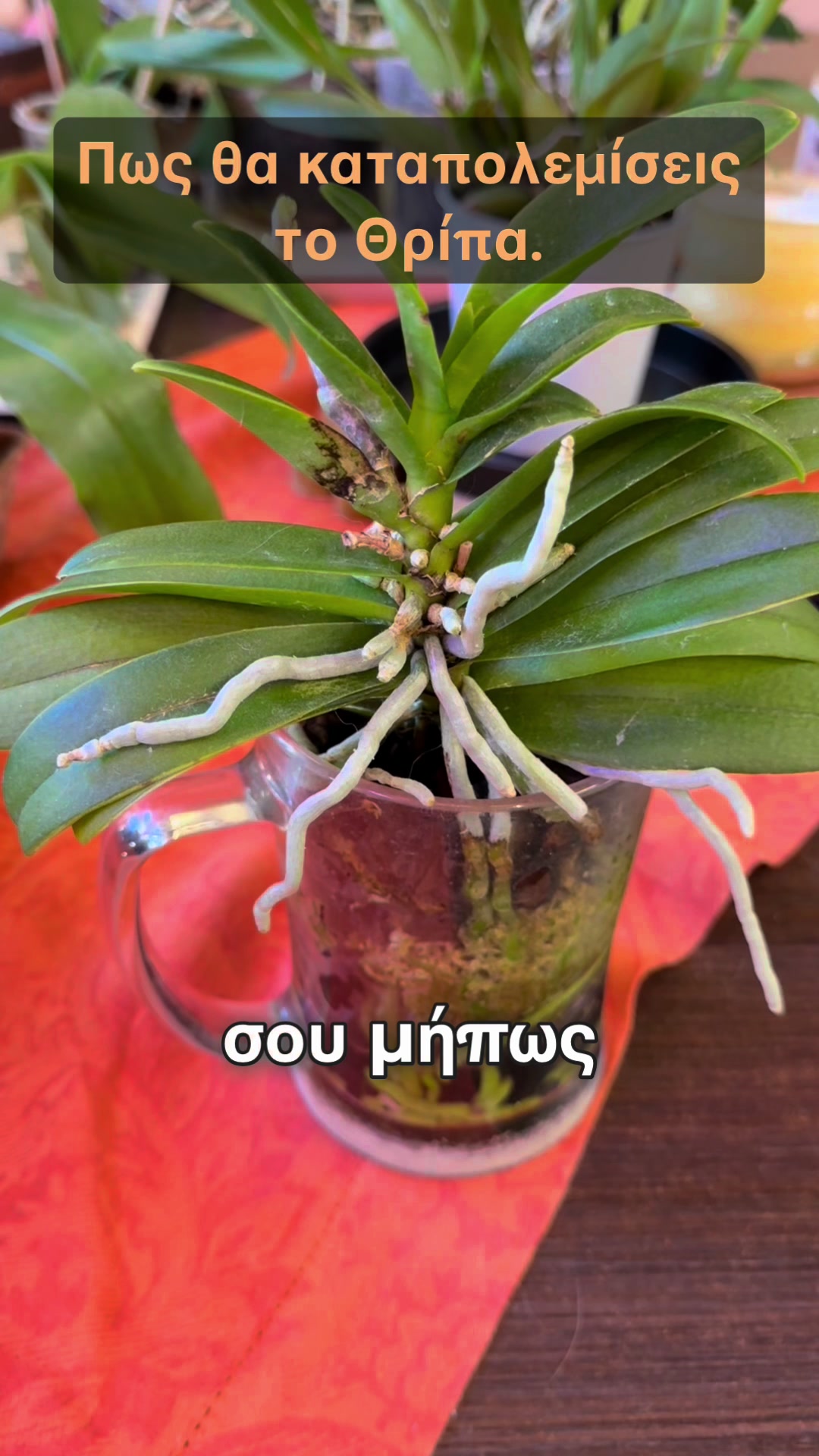 @All About Orchids