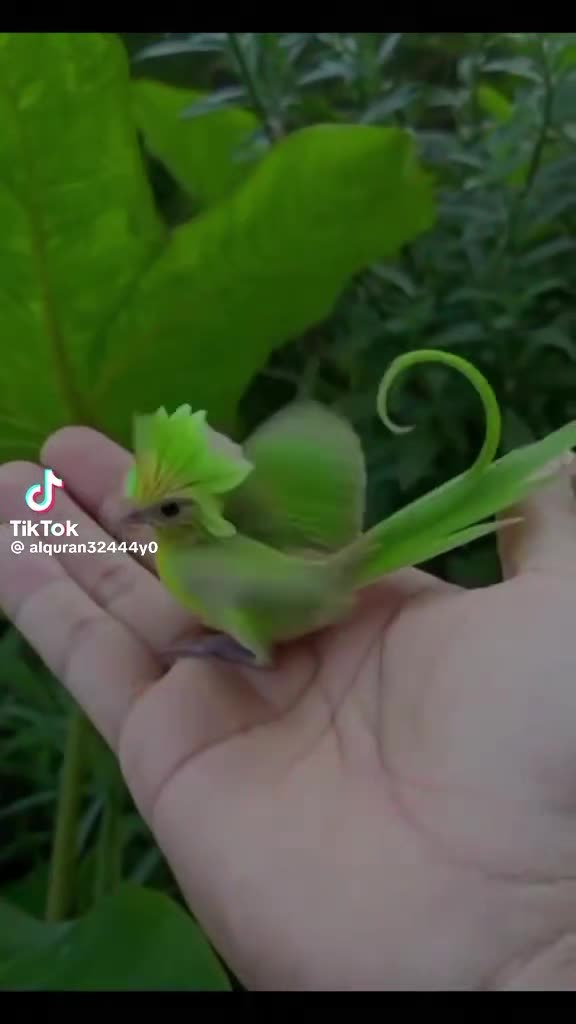 @Ayesha786
