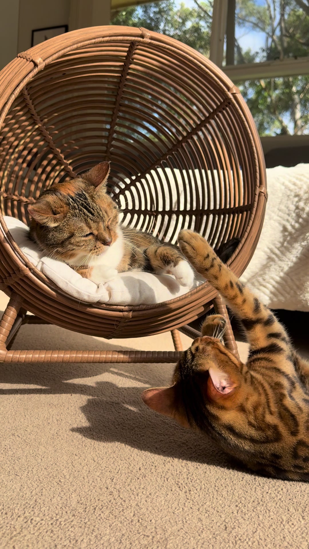 @mitmitcats