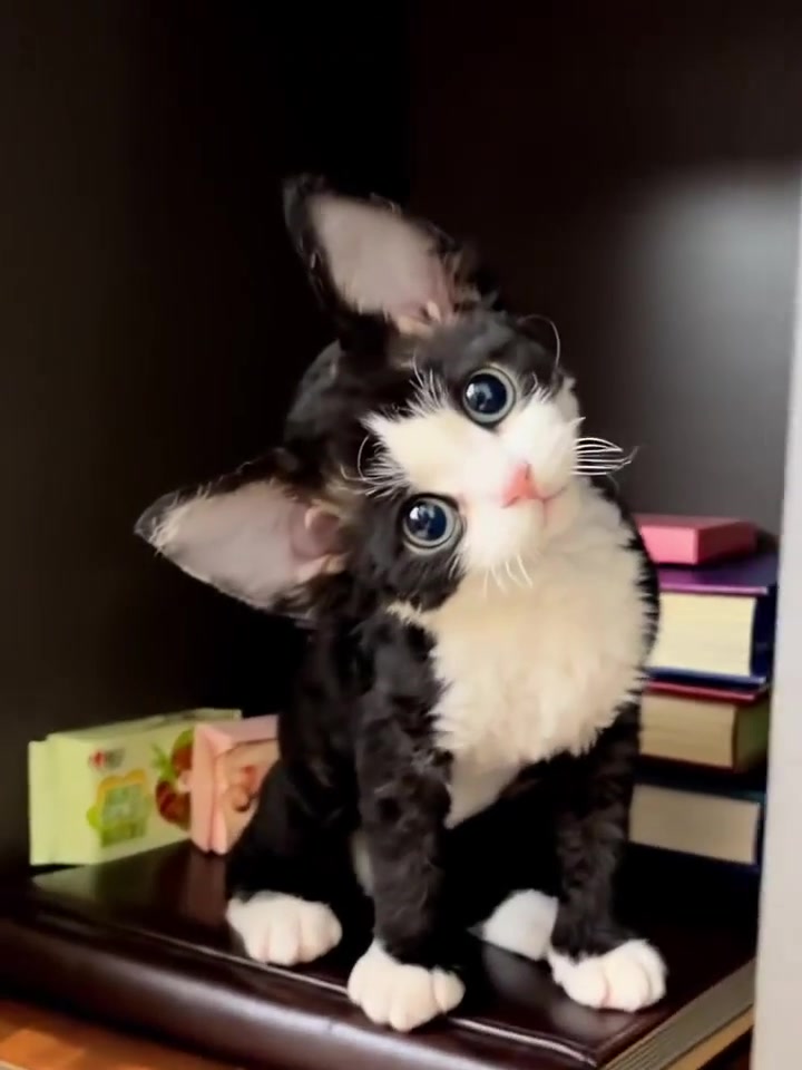 @gonzo_cats