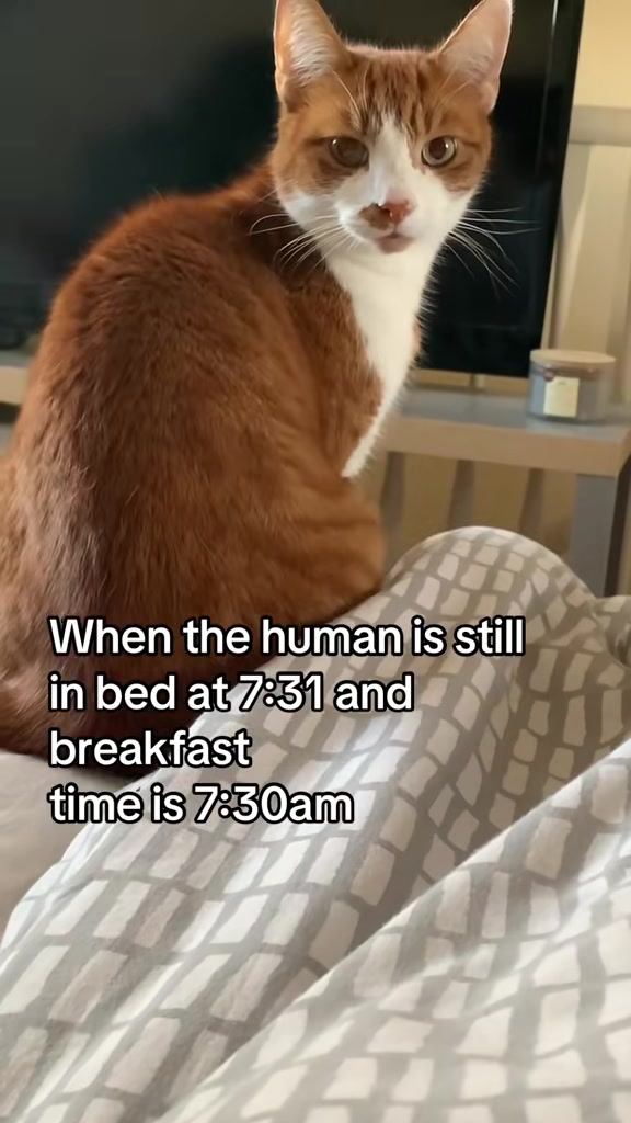 @😺Timothythecat0😺
