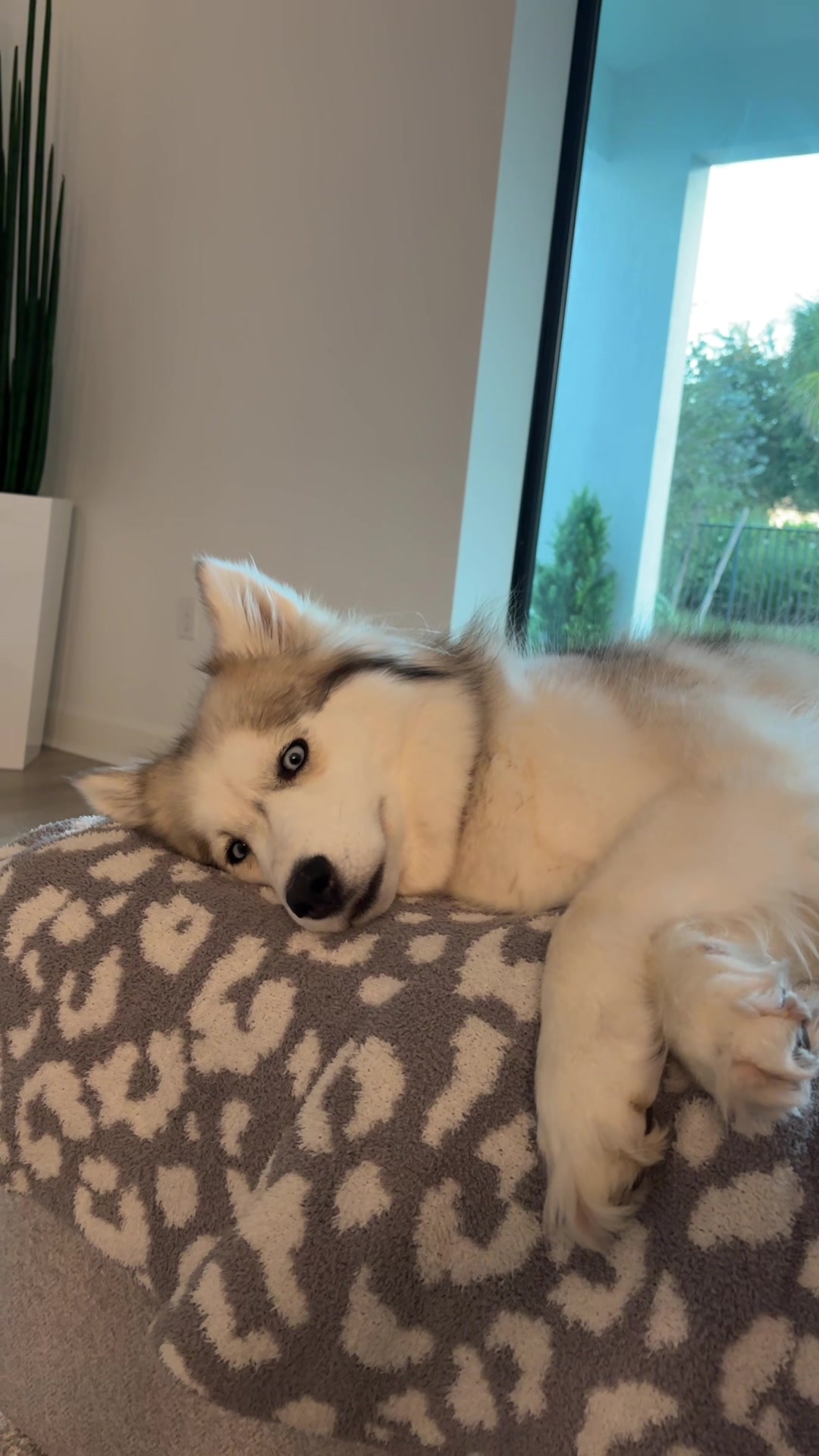 @lifewith2huskies