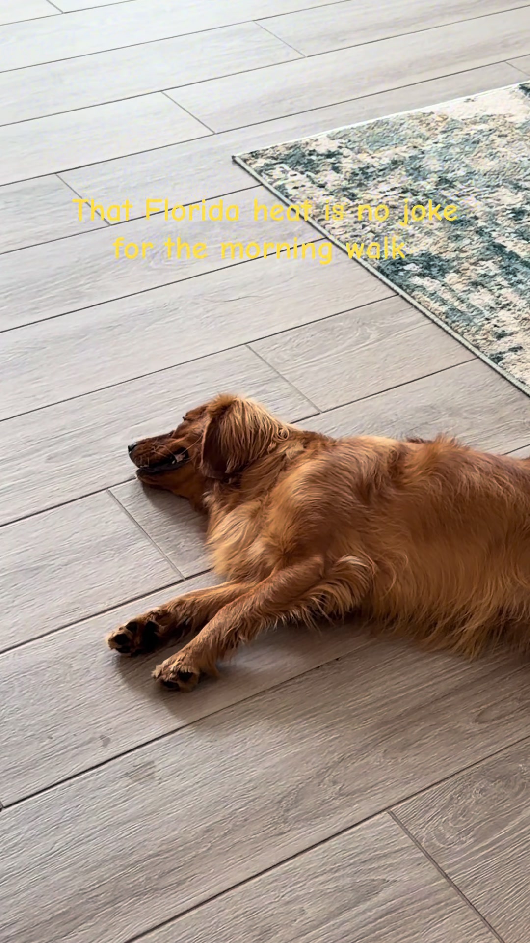 @Sage | Mini Golden Retriever