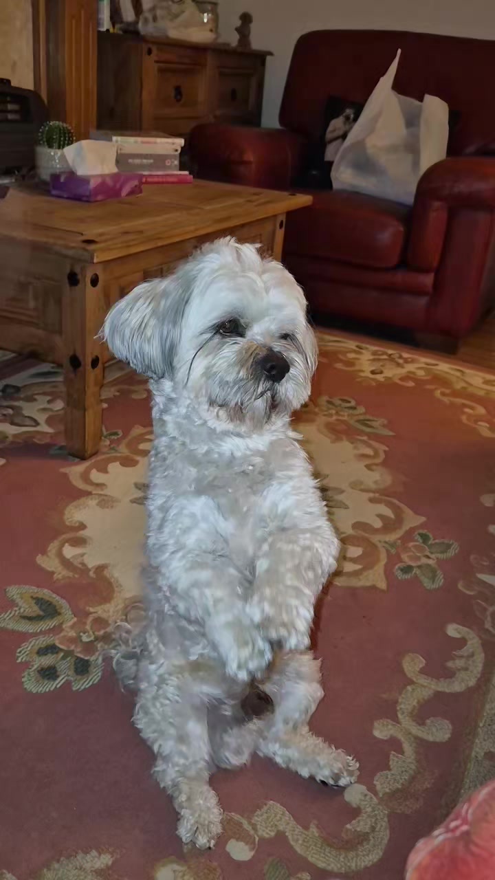@Teddy bear dancingdog