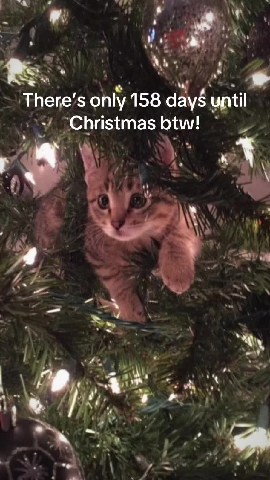 @christmas vibes!