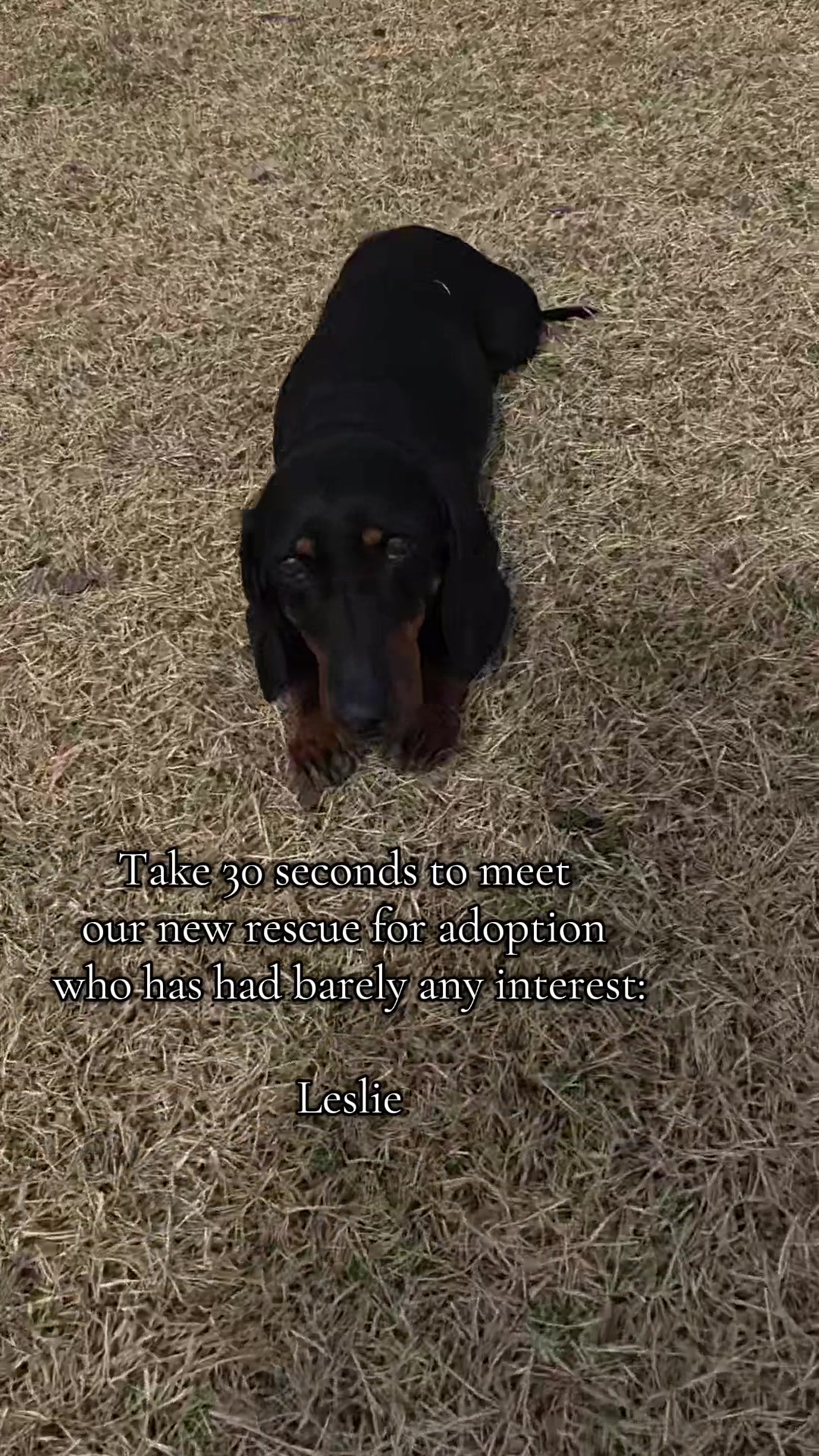 @DMT Dachshund Rescue 🐾