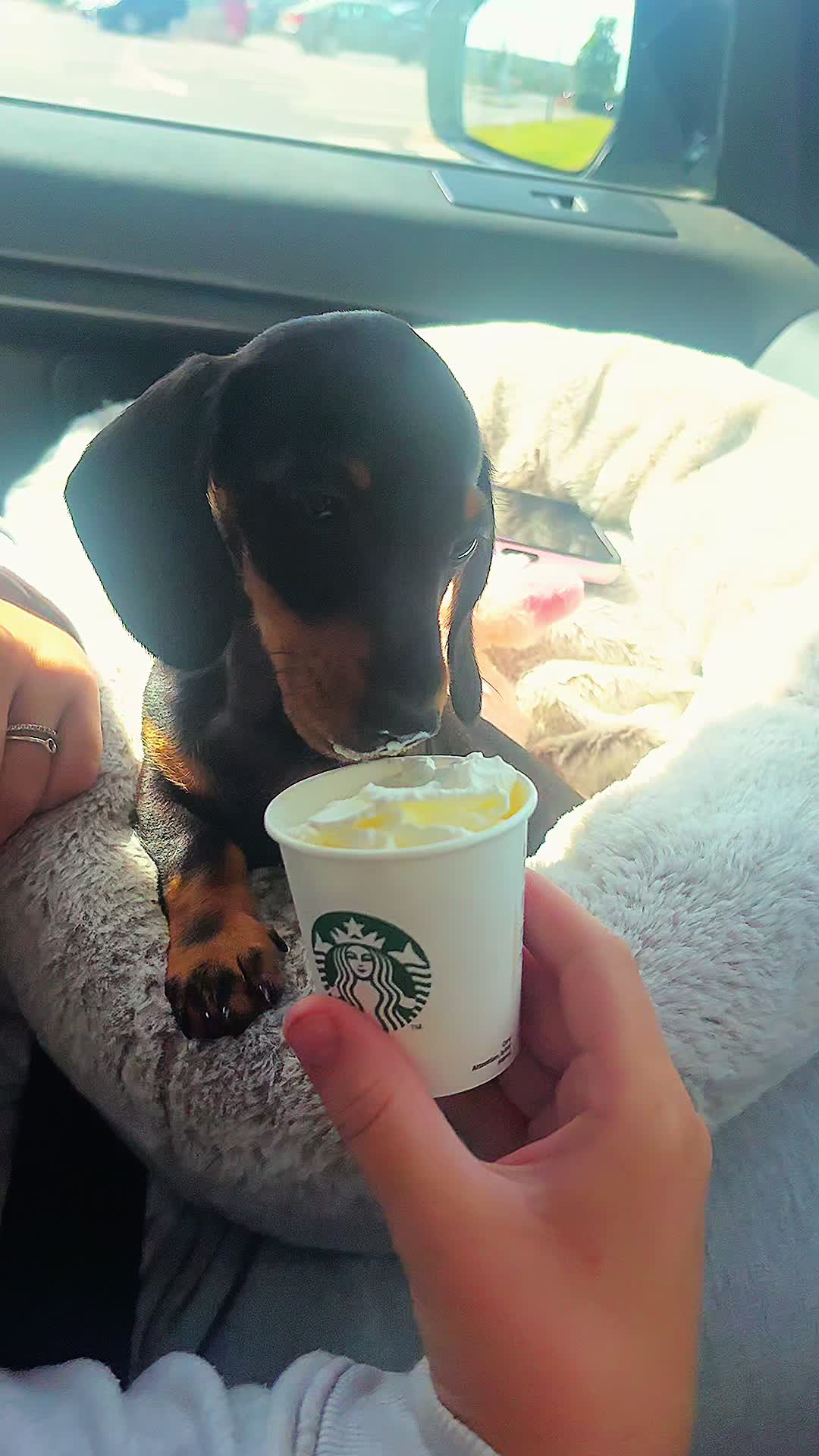 @Lottie Lu mini Dachshund ๐๐ฉท