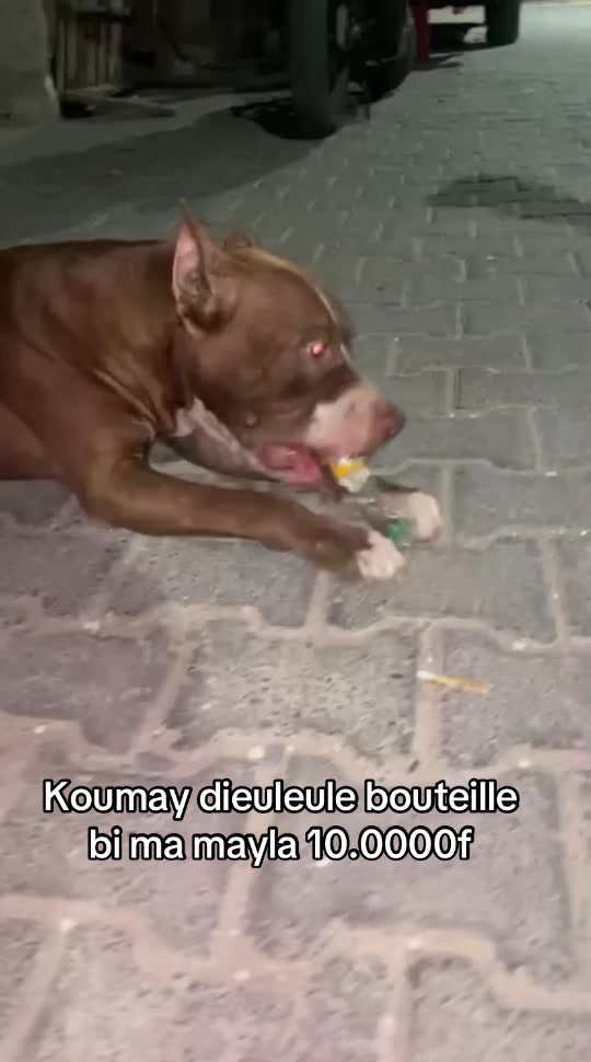 @Jummaux_dog🐶🐾 ✪