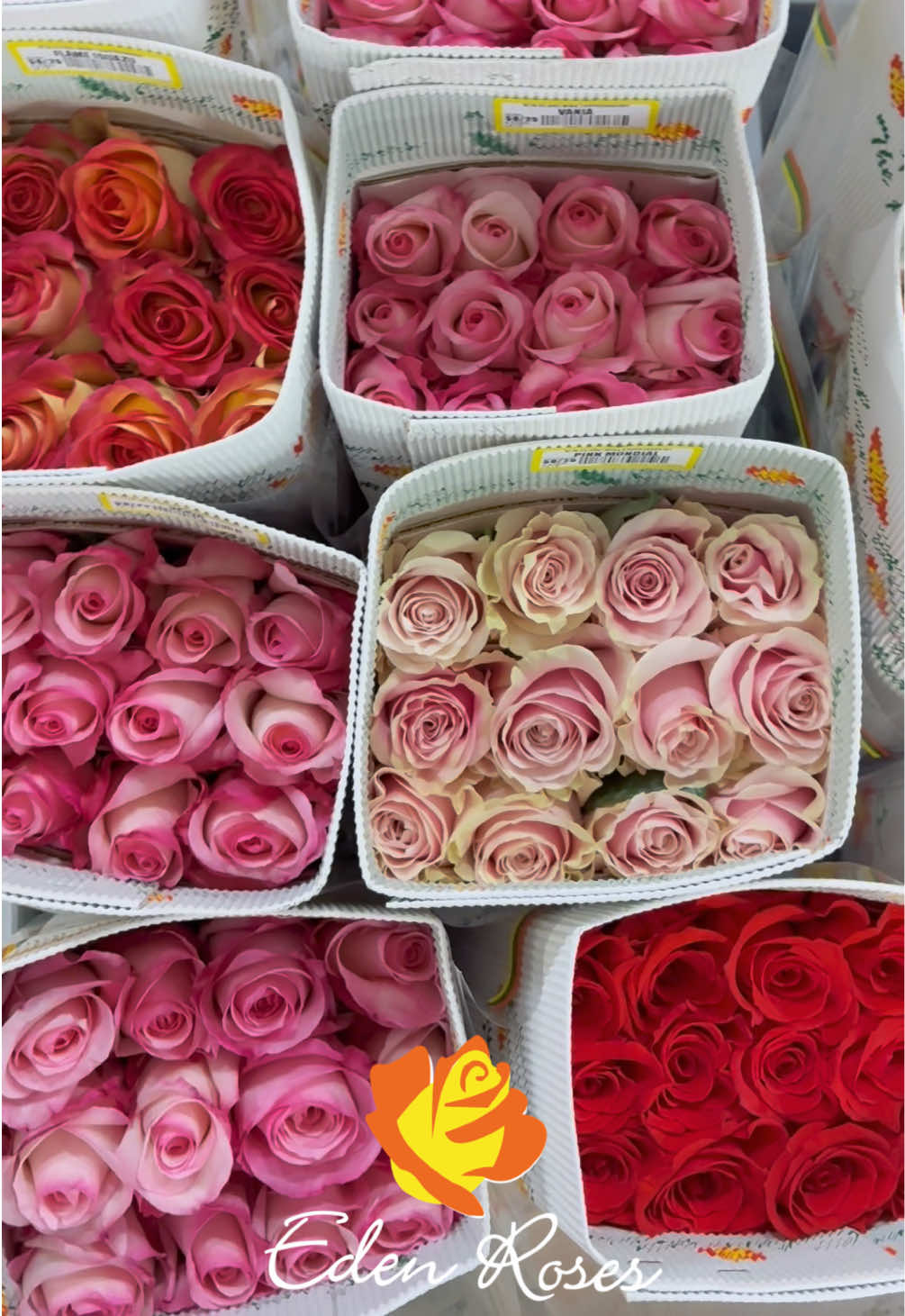 @Eden Roses