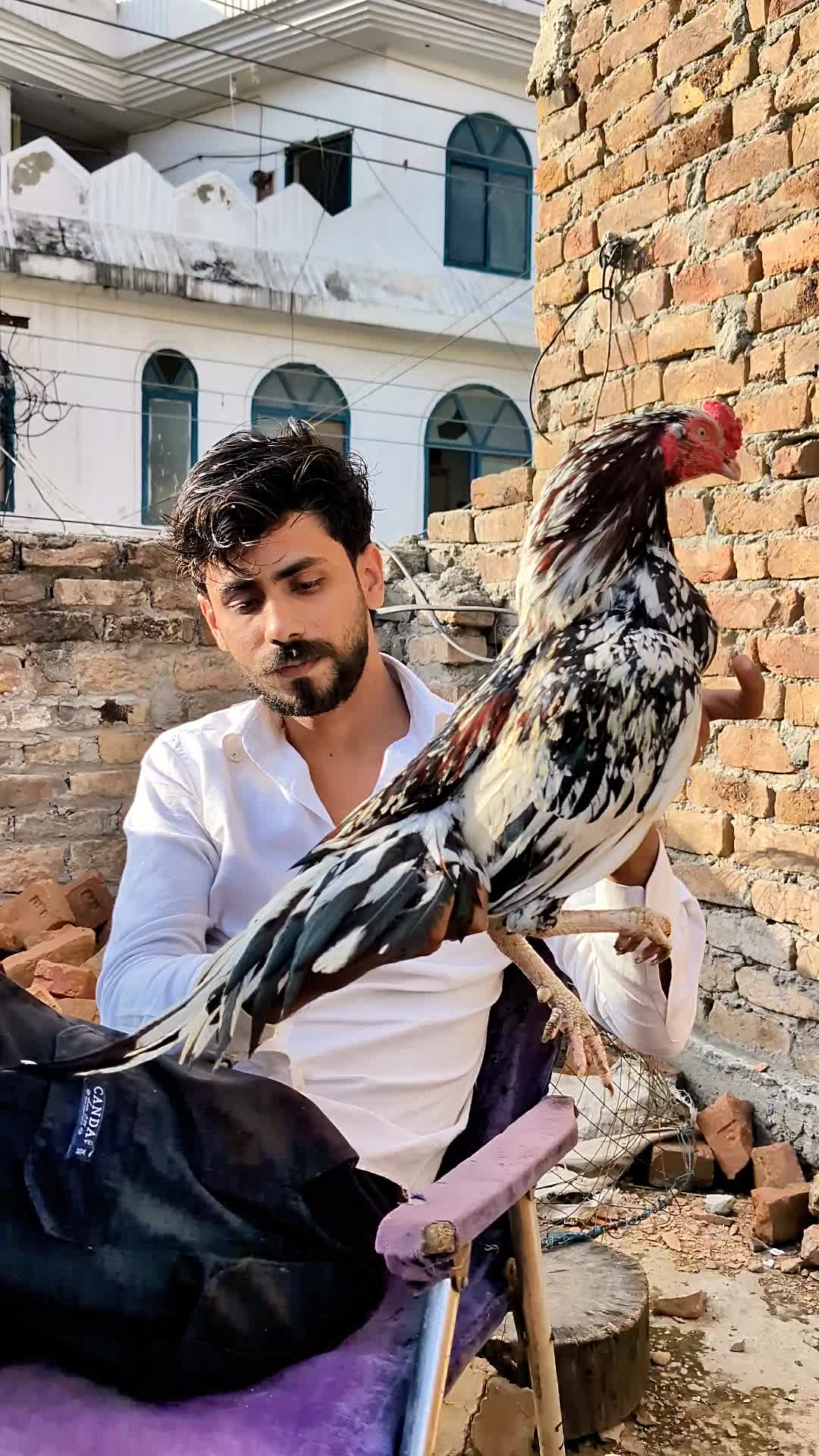 @احسن اعوان پنڈی وال اصیل