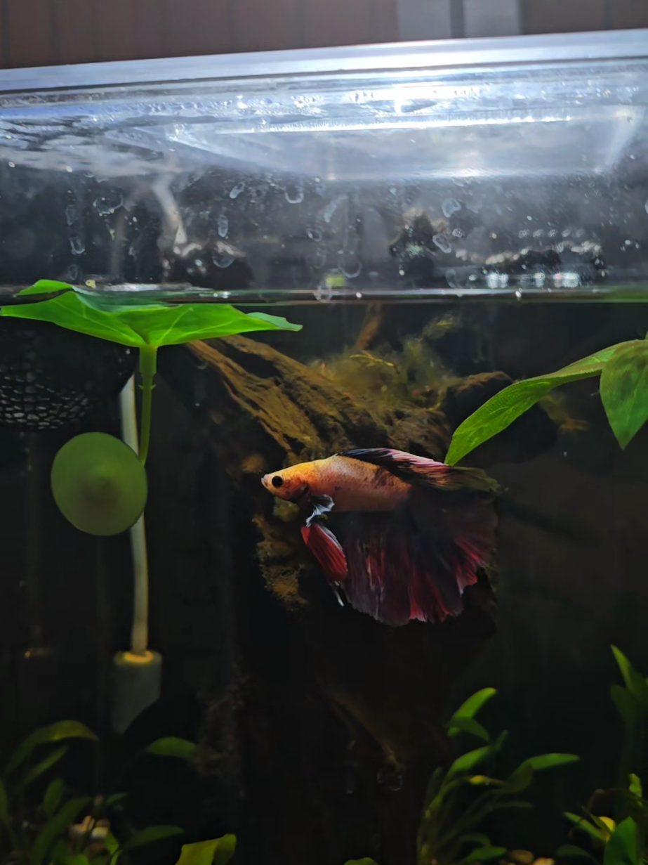 @NebulaTheBetta