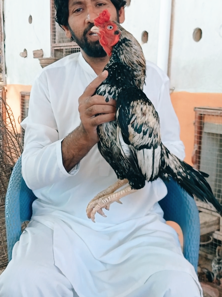 @Sajjad Aseel Farm