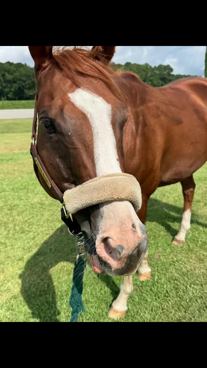 @Horselife