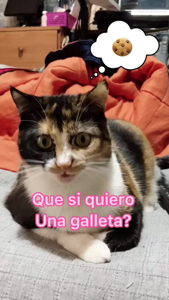 @BlackMisy