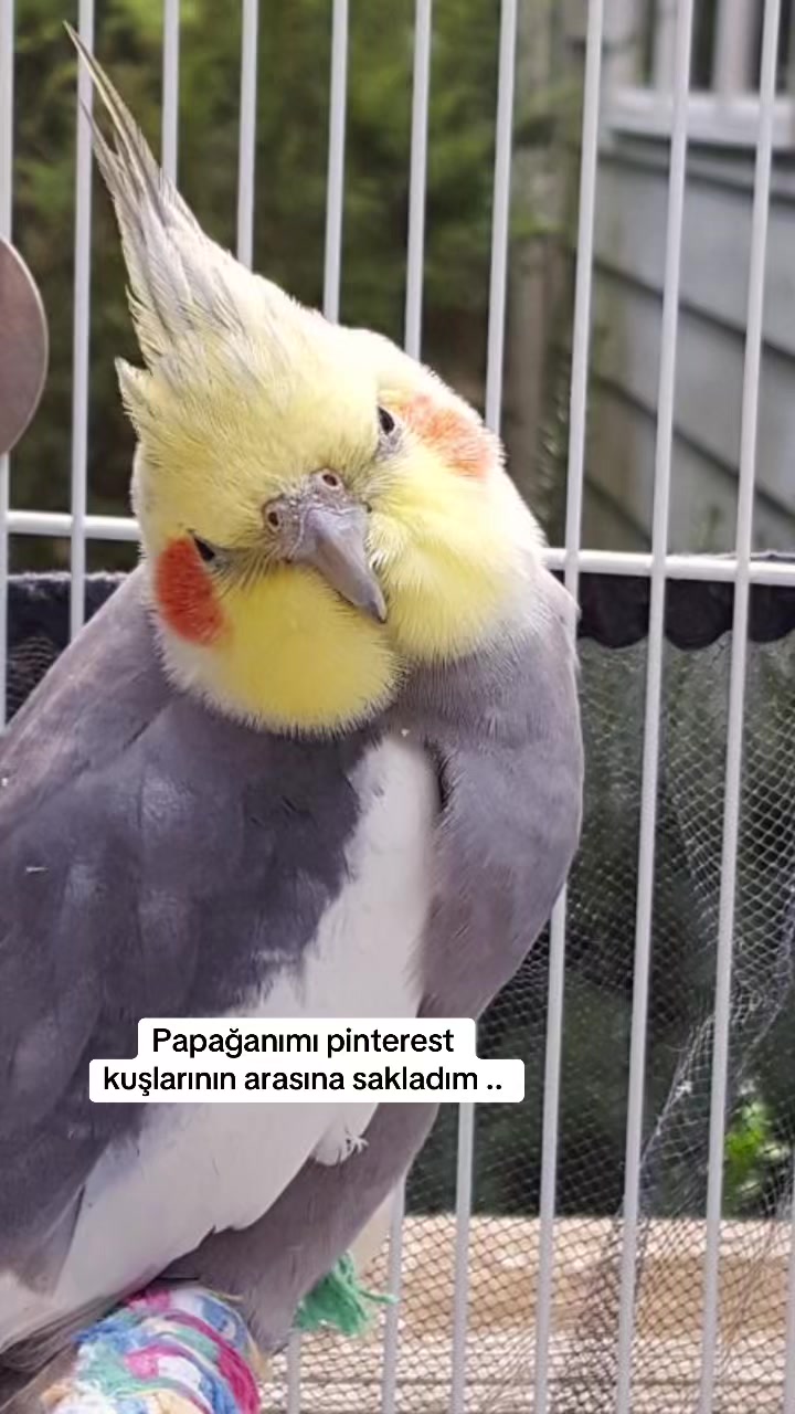 @Svg.K.E