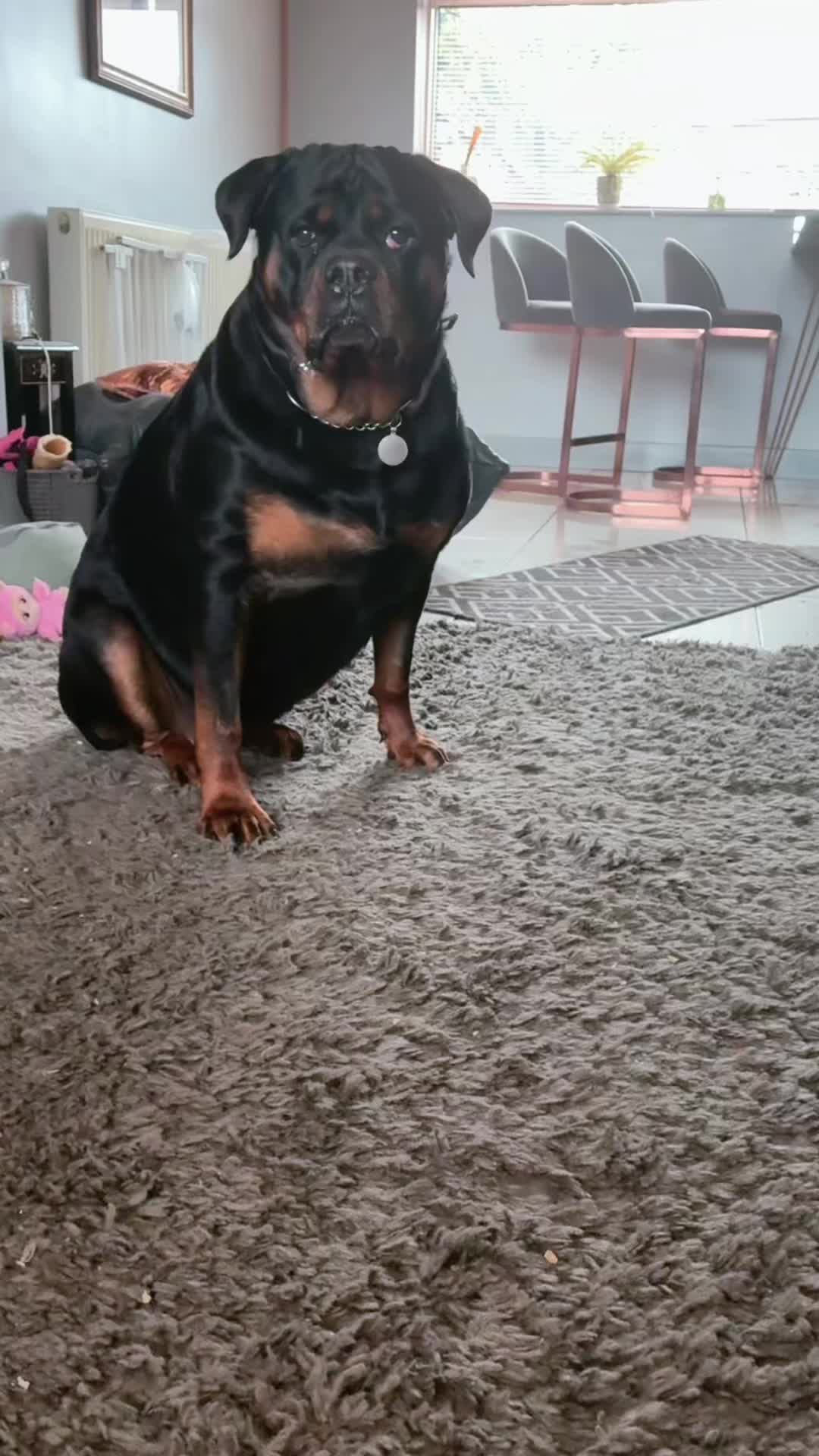 @❤️Rottiexena❤️Rottweiler Dog