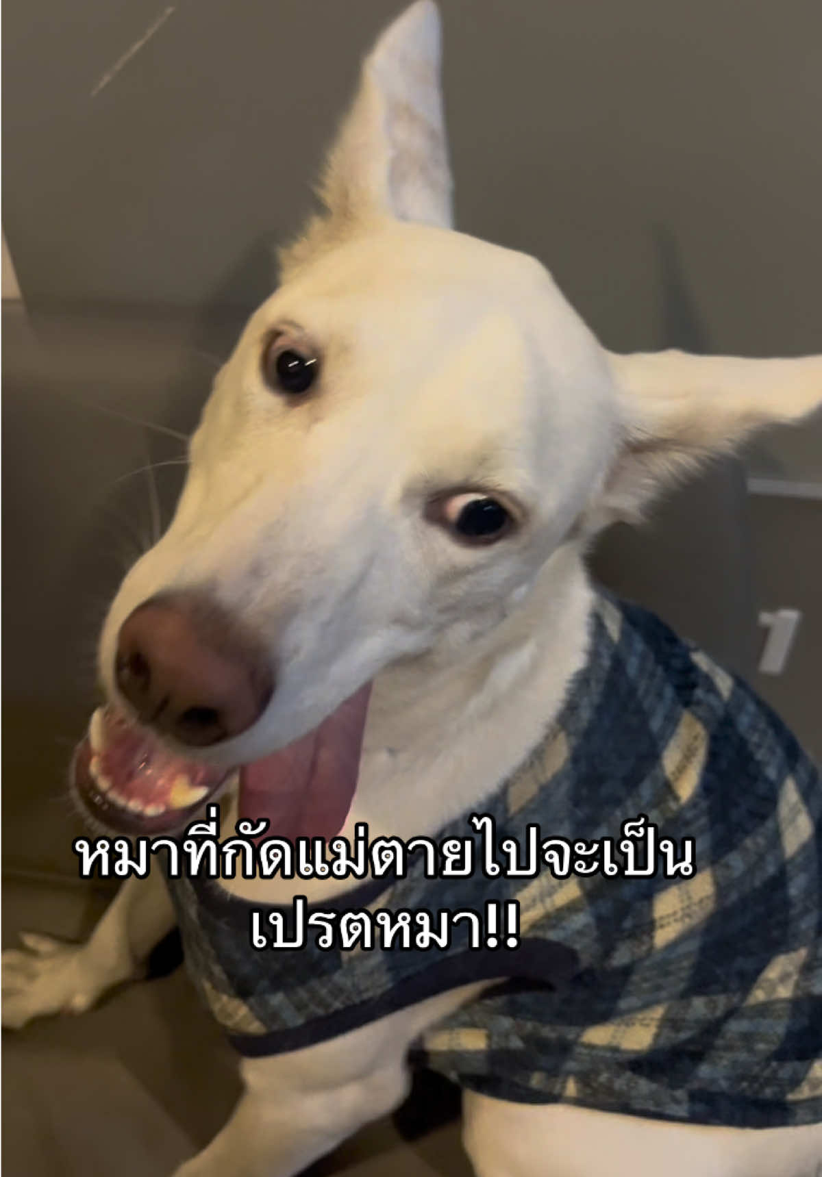 @มะลิตาฟ้าาาาา🐕🐶💫