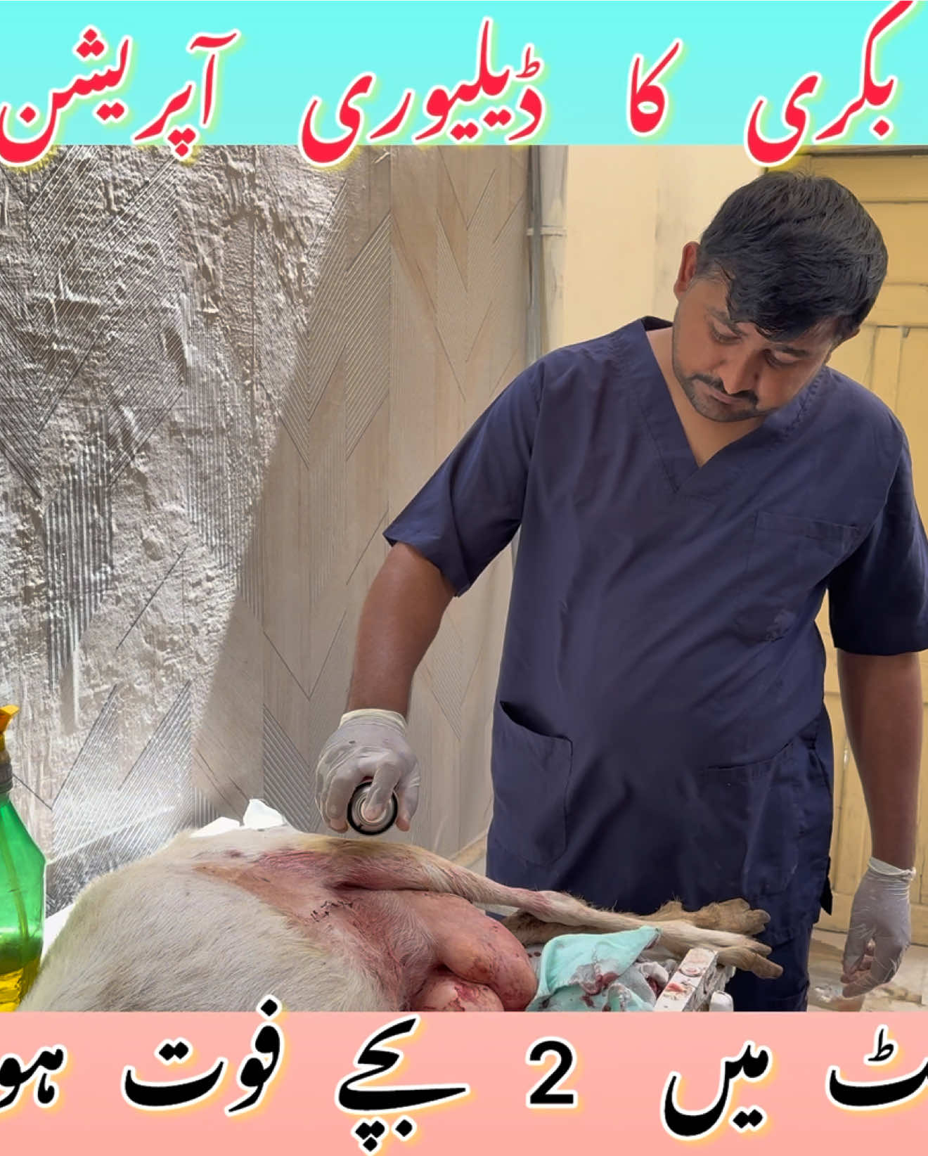 @vet.dr.mohsin4800