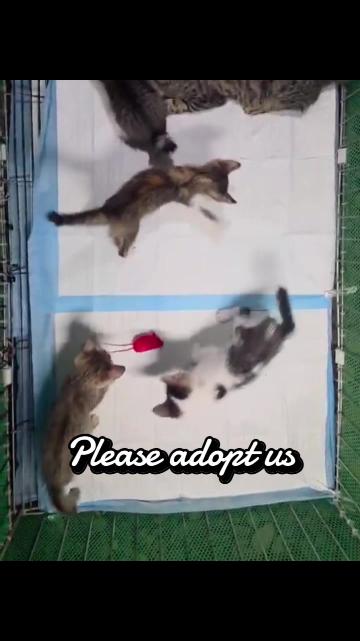 @Cats of BGC