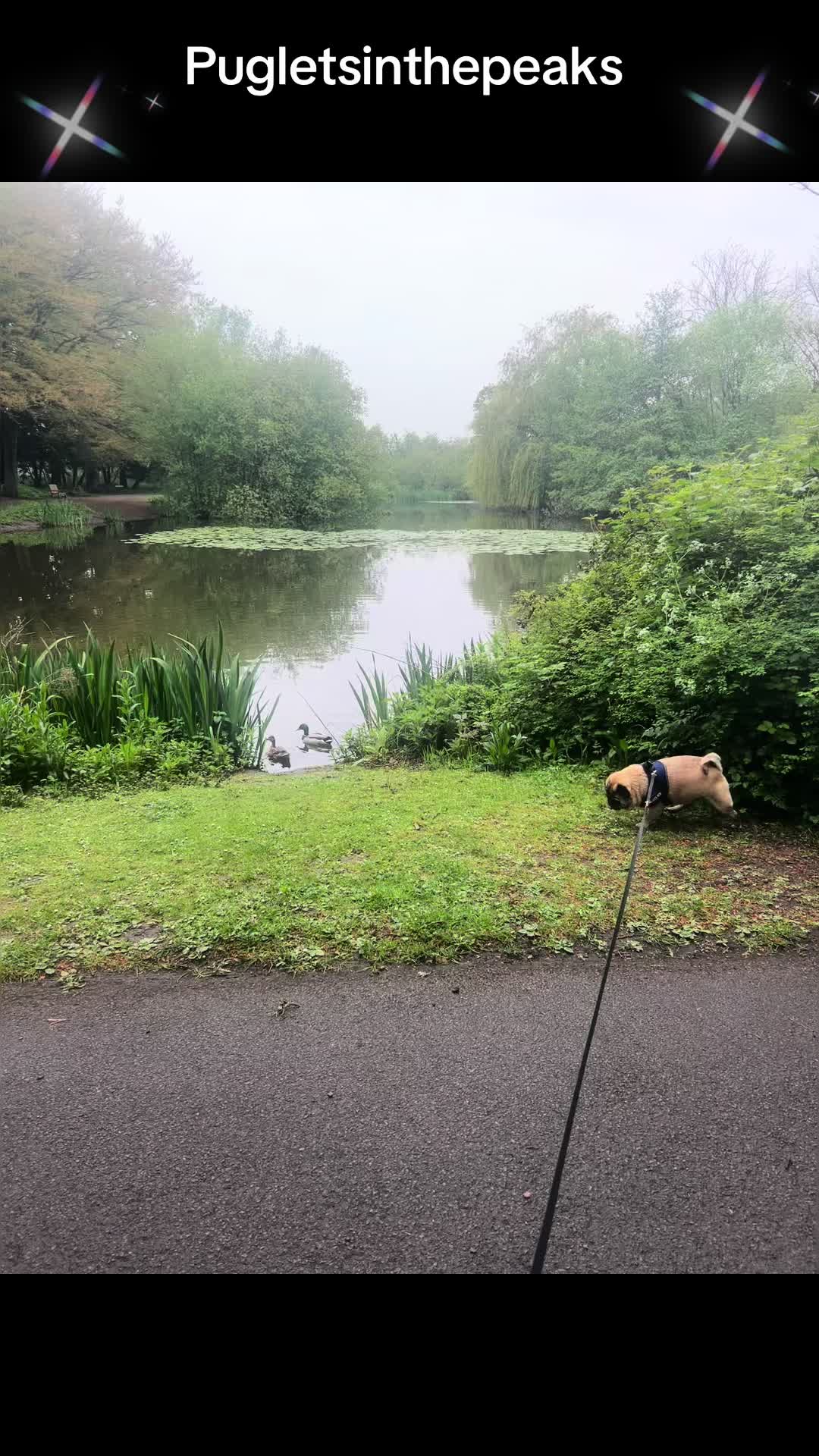 @Puglets in the peaks