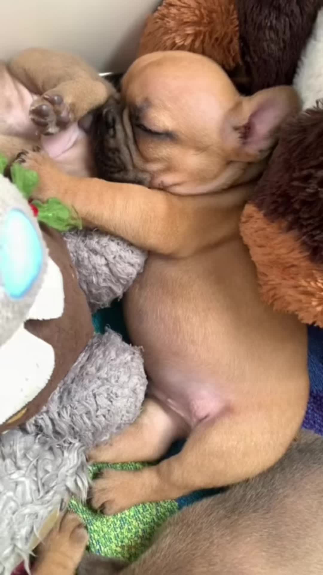 @Devotabullz