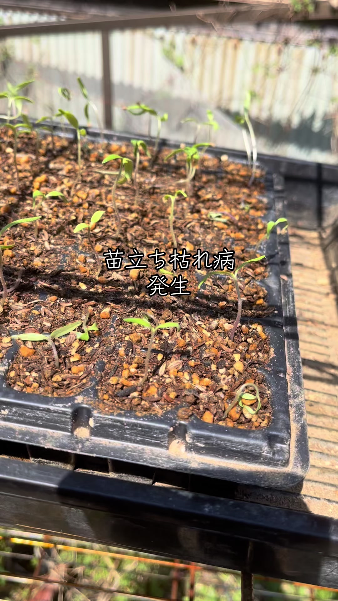@美味しいトマトの研究所🍅🦌