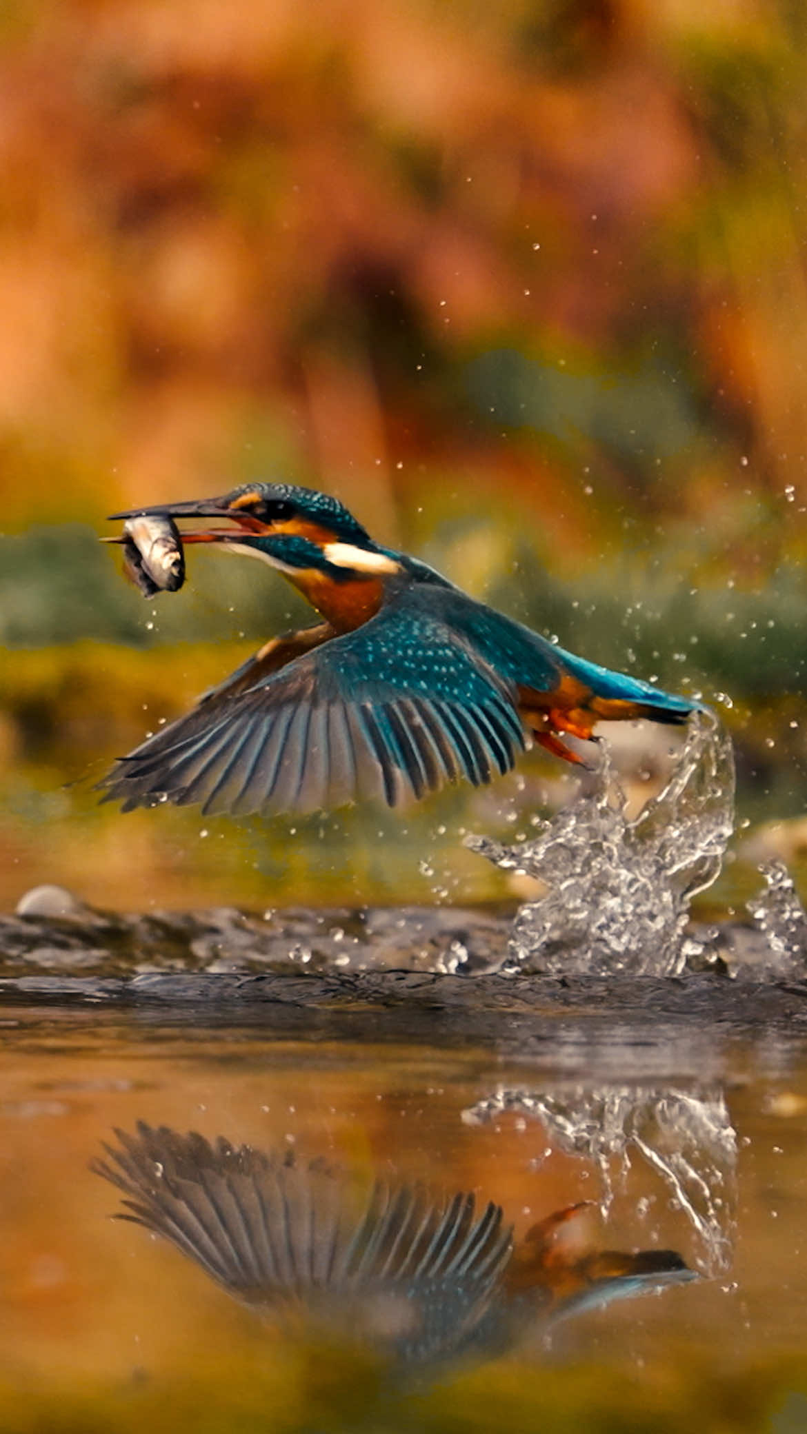 @robinswildlife