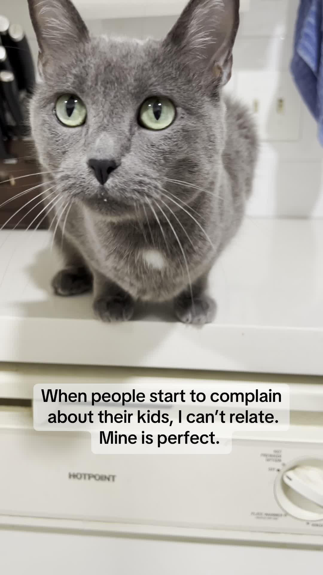 @Five.Meows