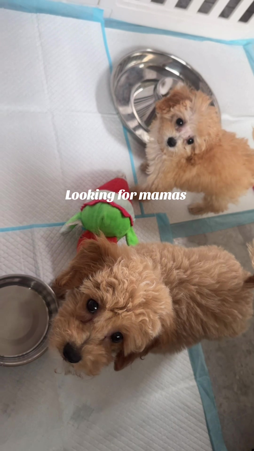 @packwalkdiaries