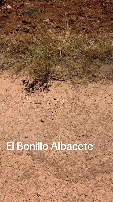 @Zahori Blas Moreno
