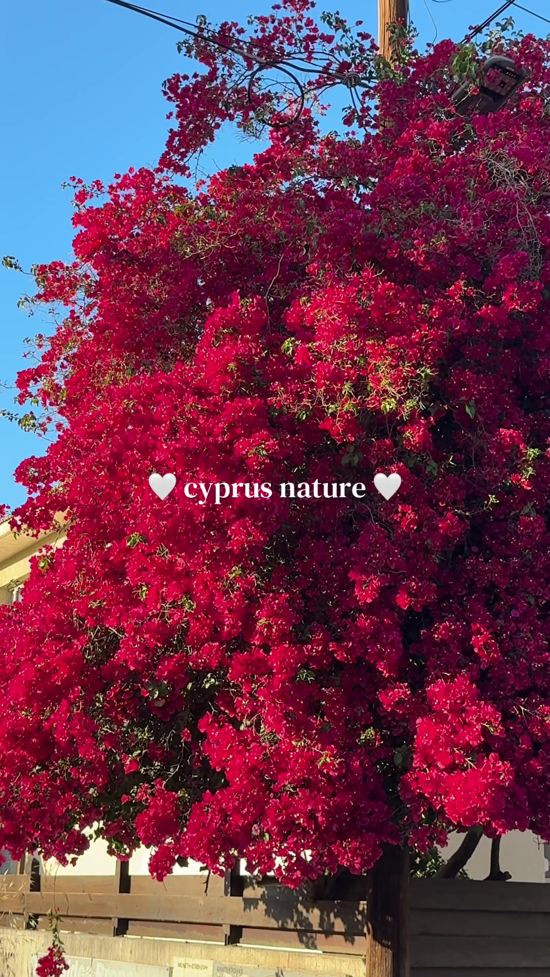 @celine — lebanese in cyprus