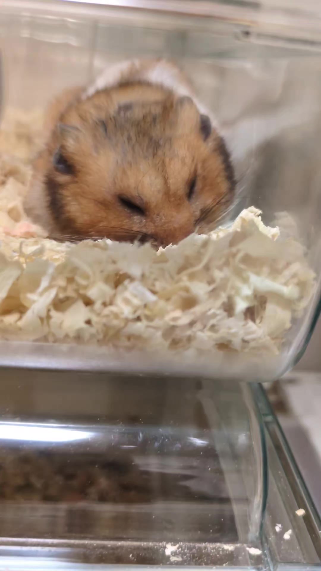 @たぴと仲間たち