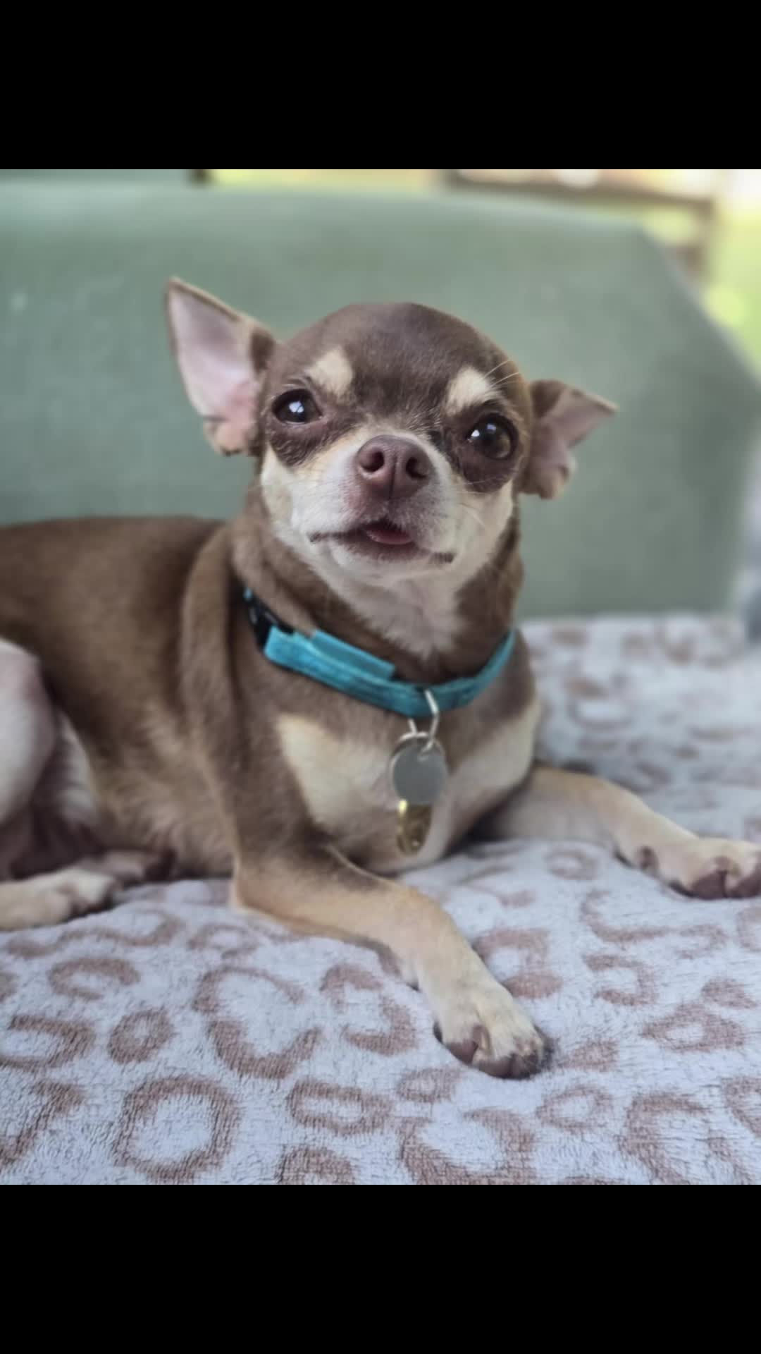 @Suffolk Chihuahuas