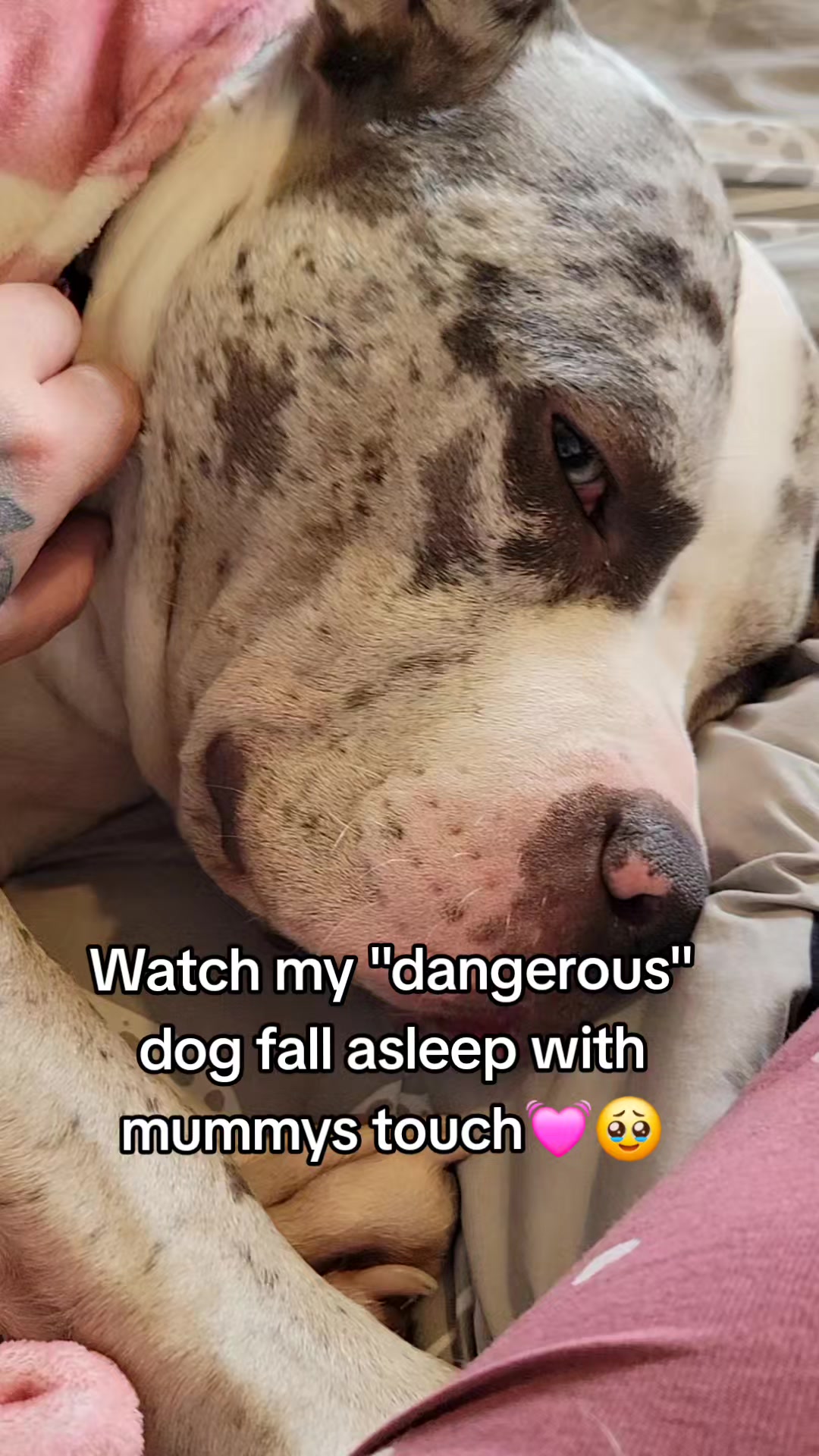 @kirsty+starlight the xl bully
