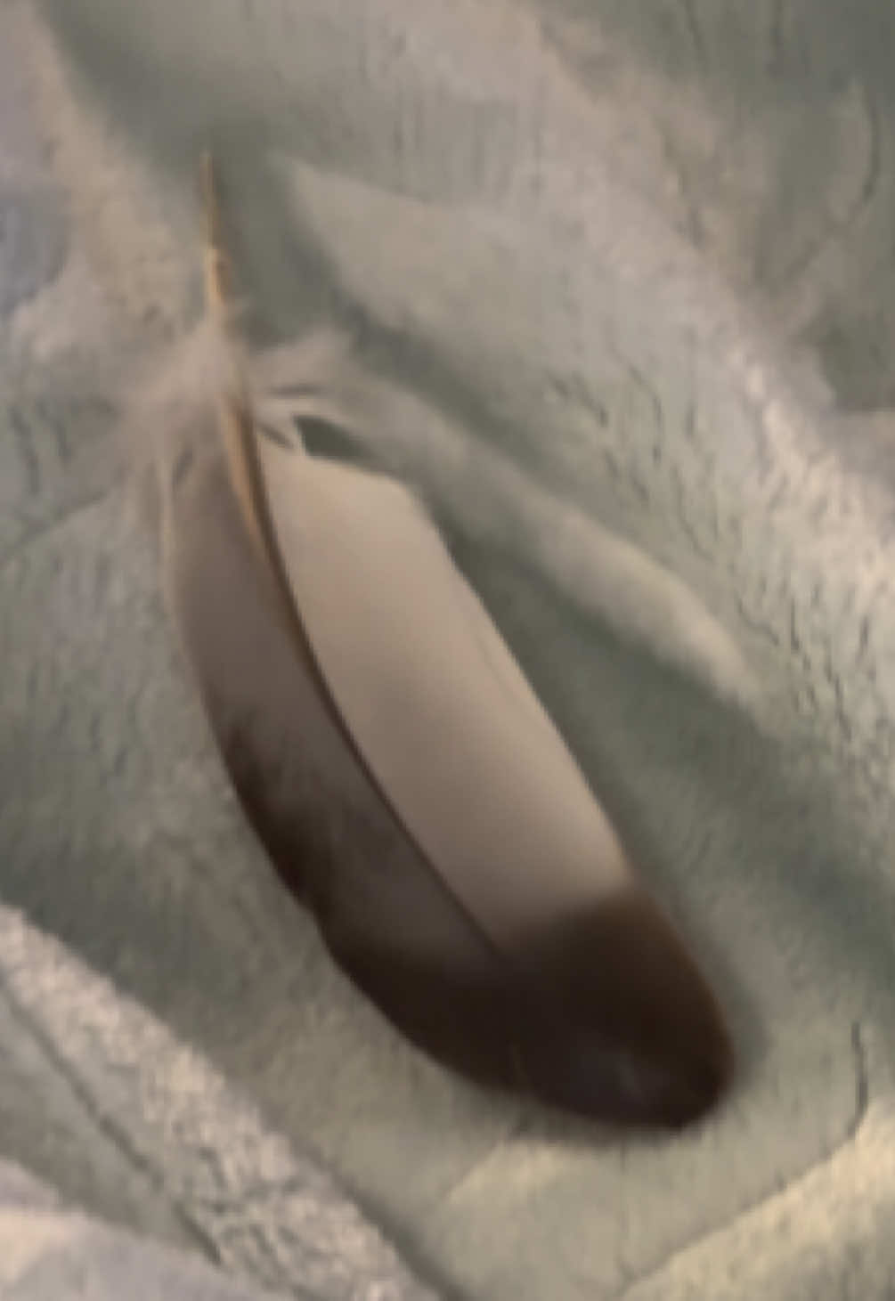 @Beebee The Pigeon