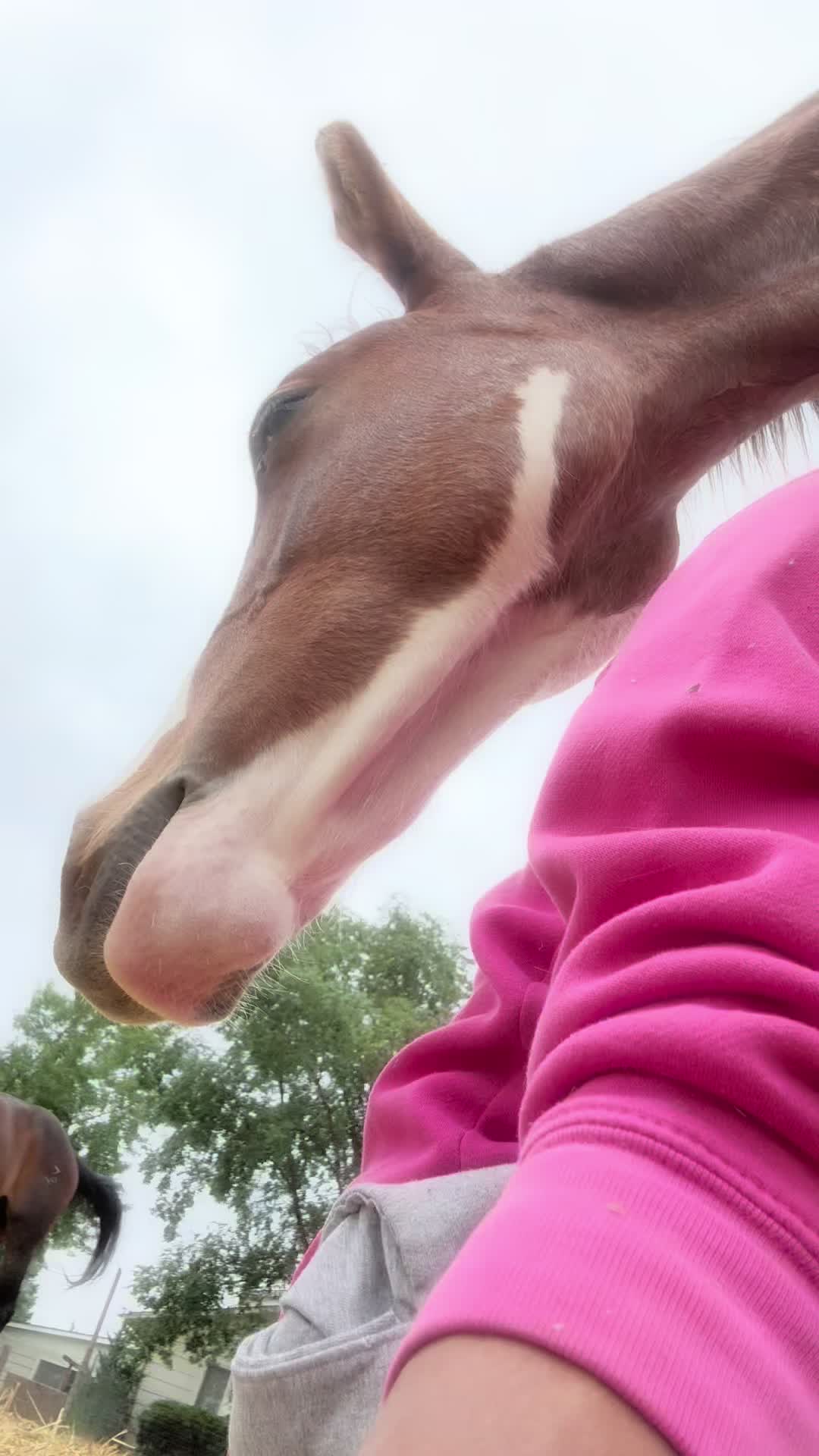@Cowgirl Tuff Colt Training ❤️