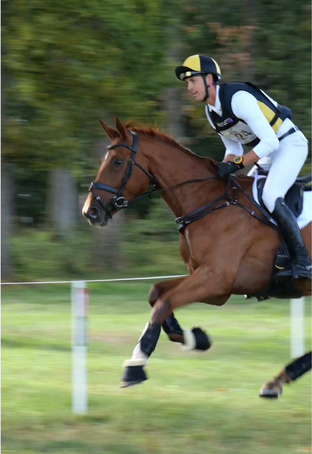 @HorseQuest - Horses for Sale