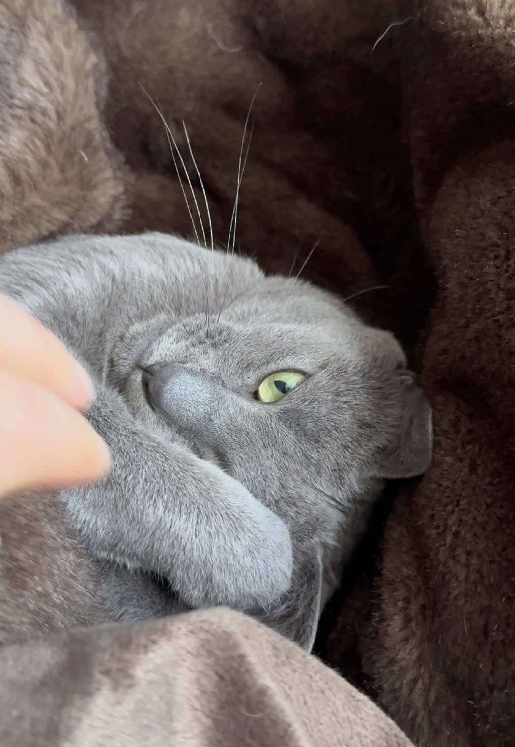 @Toby The Kitten