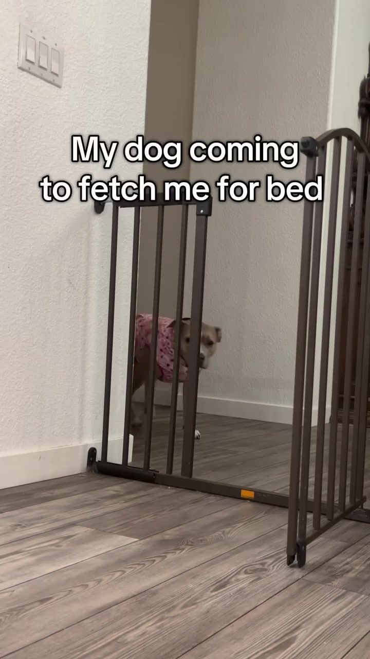@Indie.pittie