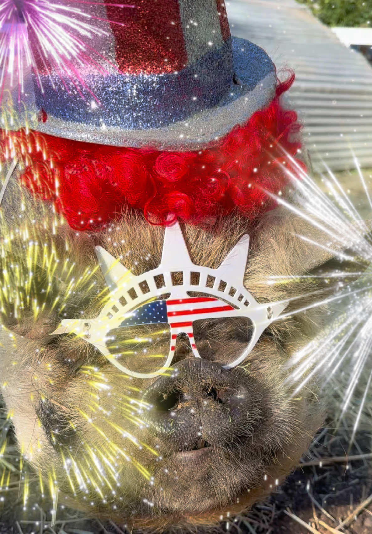 @thewinstonthepig