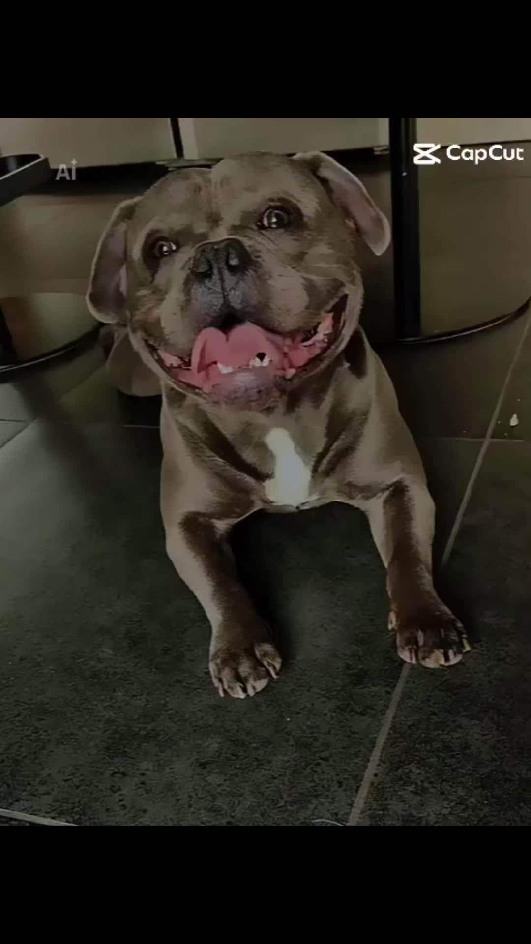 @Tyson américain bully🔥🐶