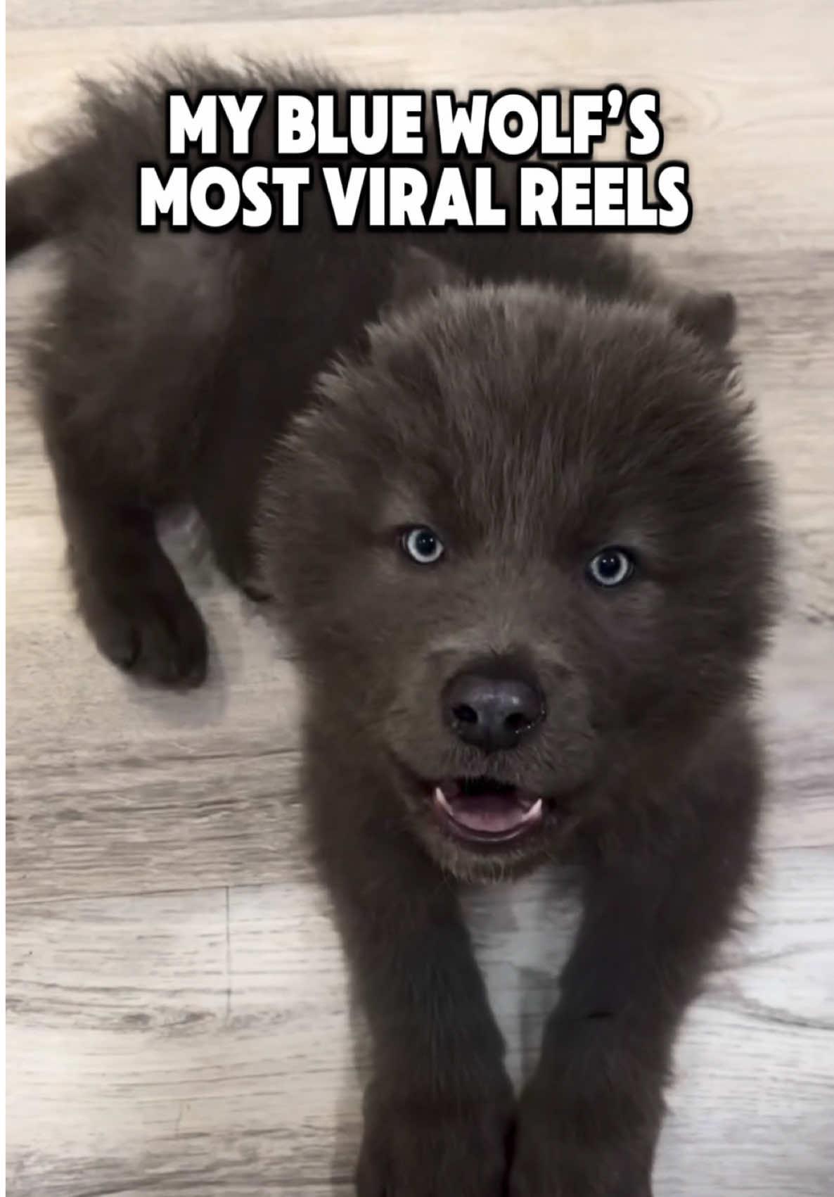 @My Blue Wolf