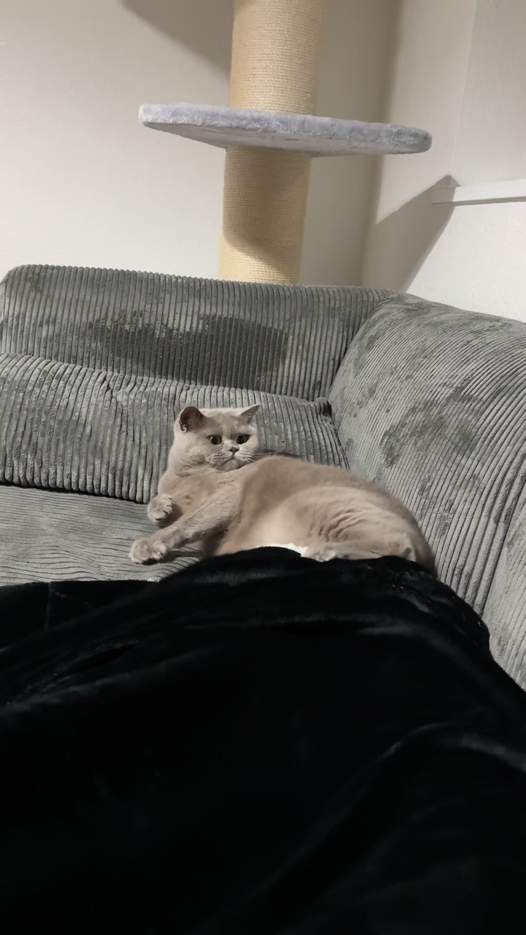 @Purrpawspals ✨