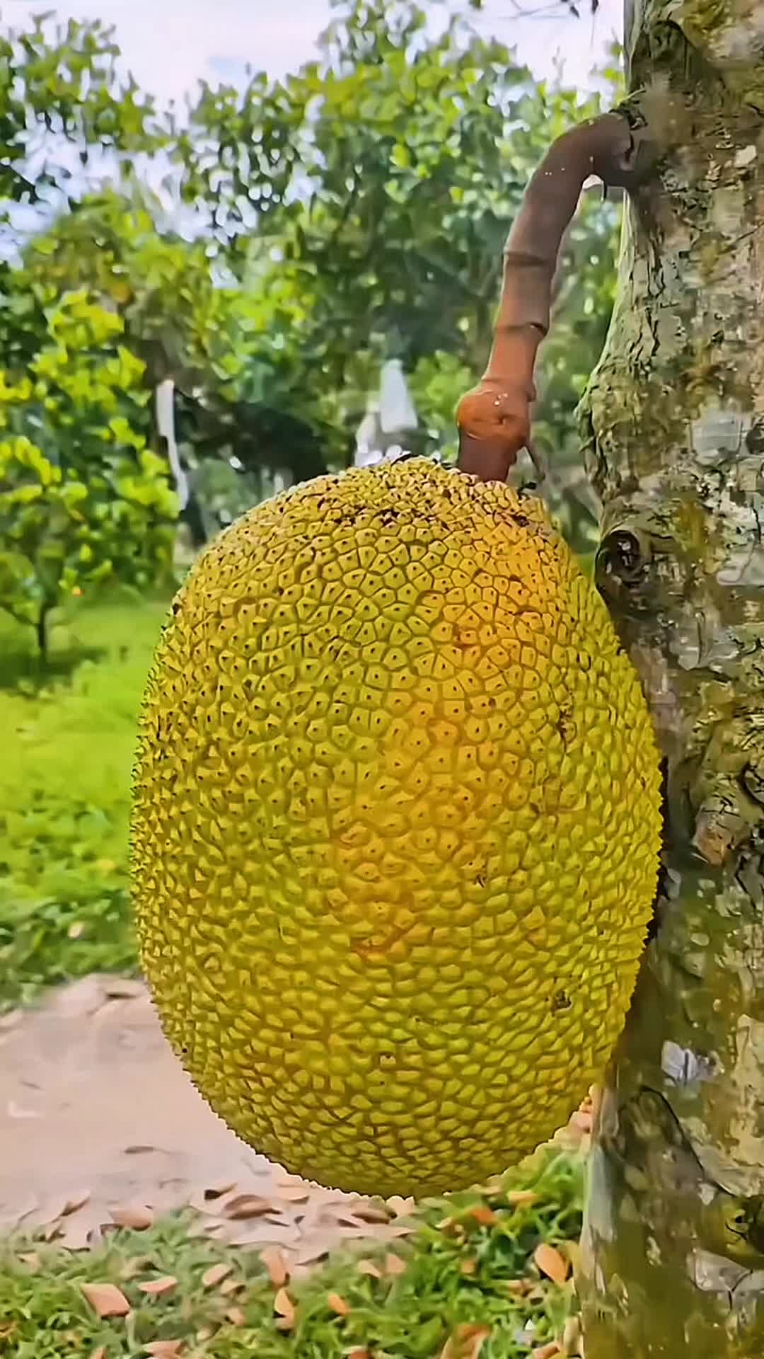 @SatisfyCut