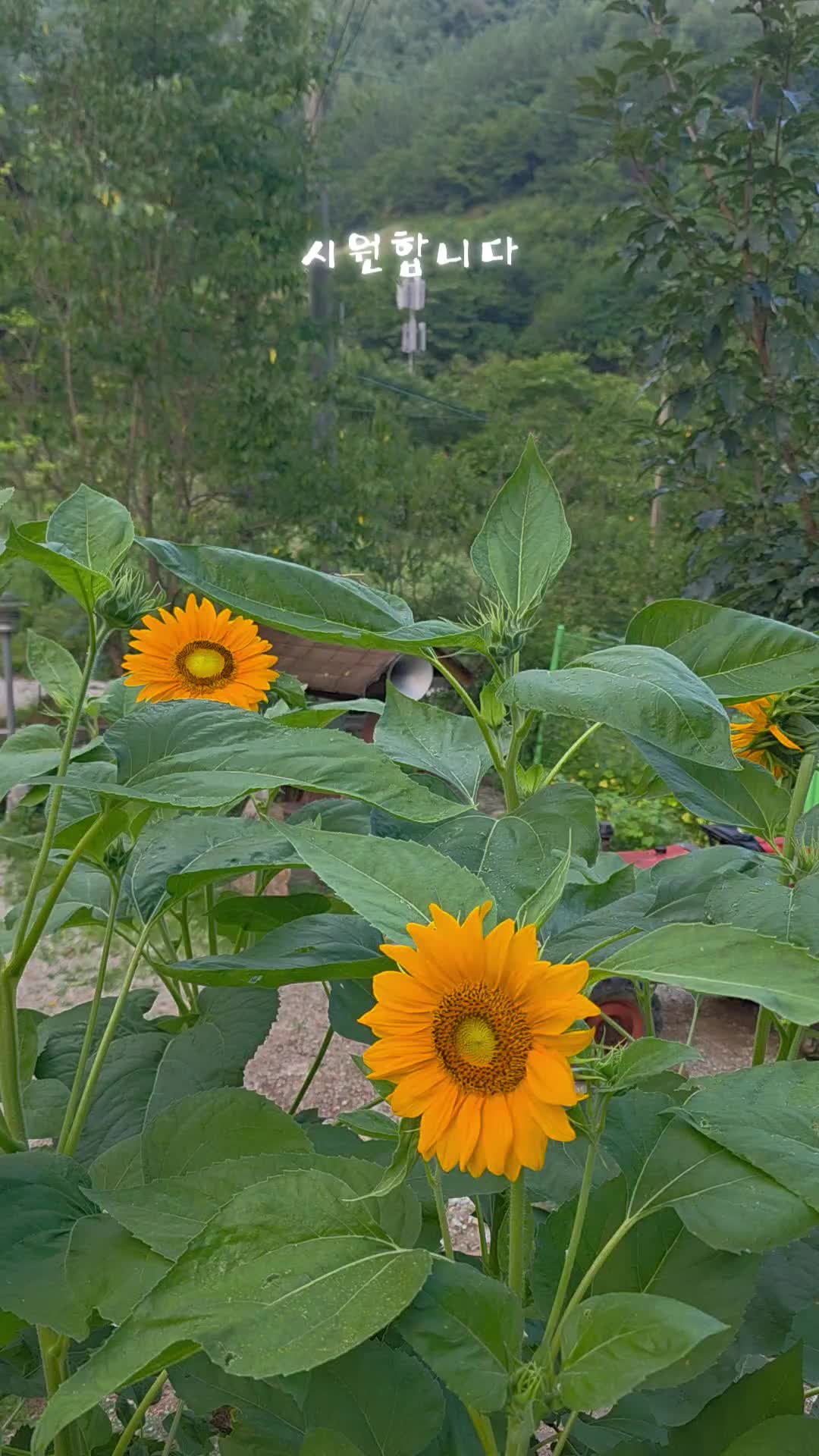 @유튜브 "정선사람들" 안용현