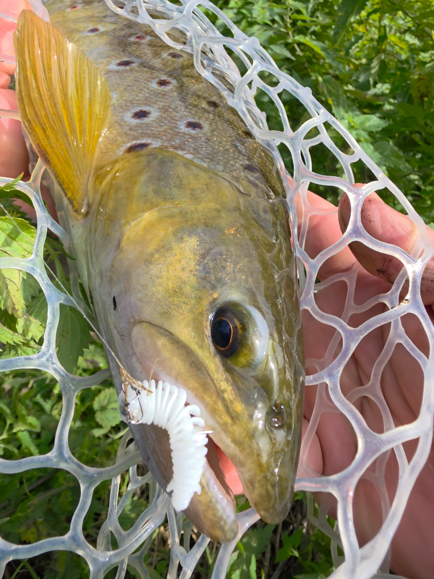 @BF Angler