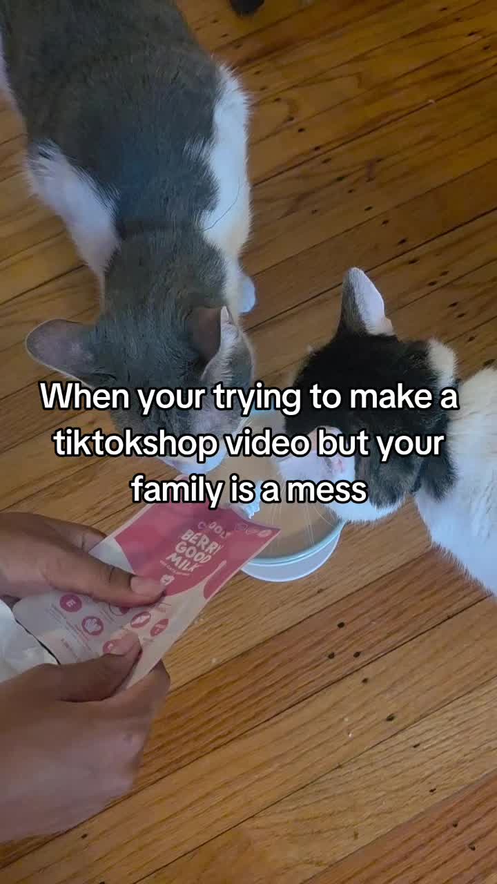 @TheCommonKitties 🐾